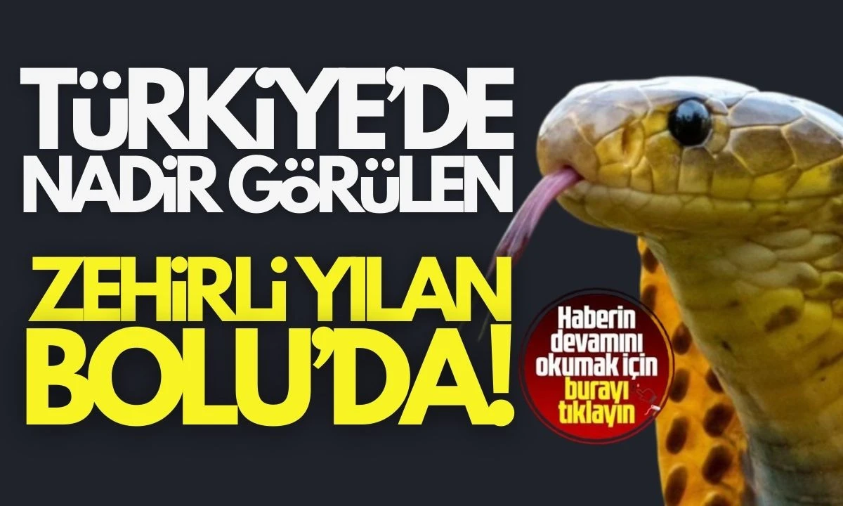 Kara, zehirli yılanı görüntüledi!