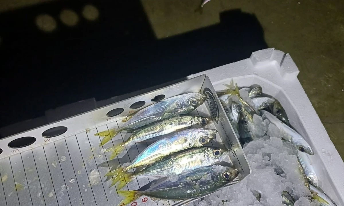 Karadeniz Av Sezonu İstavrit Cezası