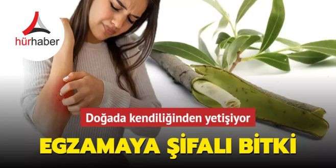Kış egzamasına şifa bu bitki! Doğada kendiliğinden yetişiyor