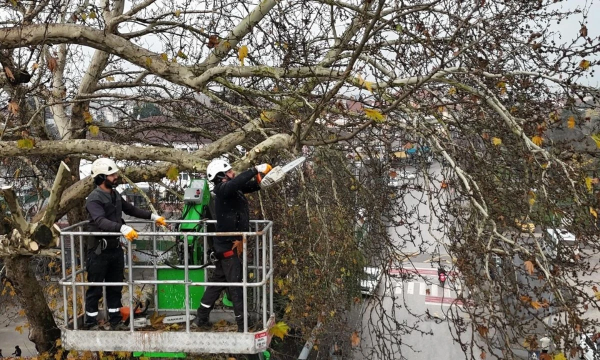 Kış &ouml;ncesi ağa&ccedil; budama &ccedil;alışmaları başladı