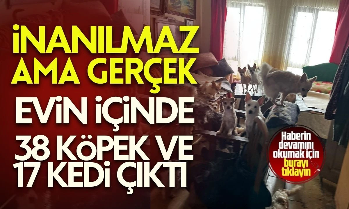 Kokudan duramayan komşular ihbar etti:Evin i&ccedil;inden 38 k&ouml;pek ve 17 kedi &ccedil;ıktı!