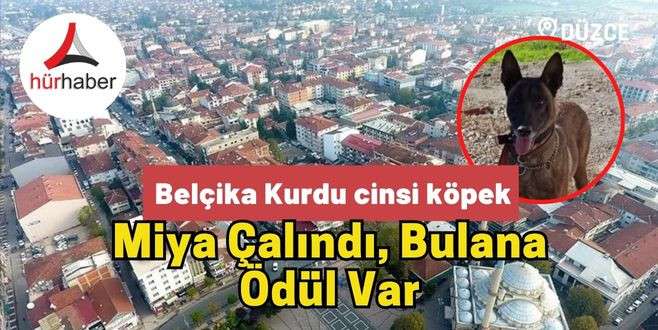 Miya çalındı, bulana ödül var