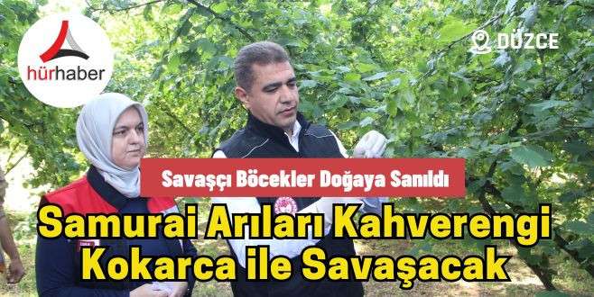 Samurai arıları kahverengi kokarca ile savaşacak
