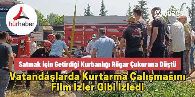 Satmak için getirdiği kurbanlığı rögar çukuruna düştü