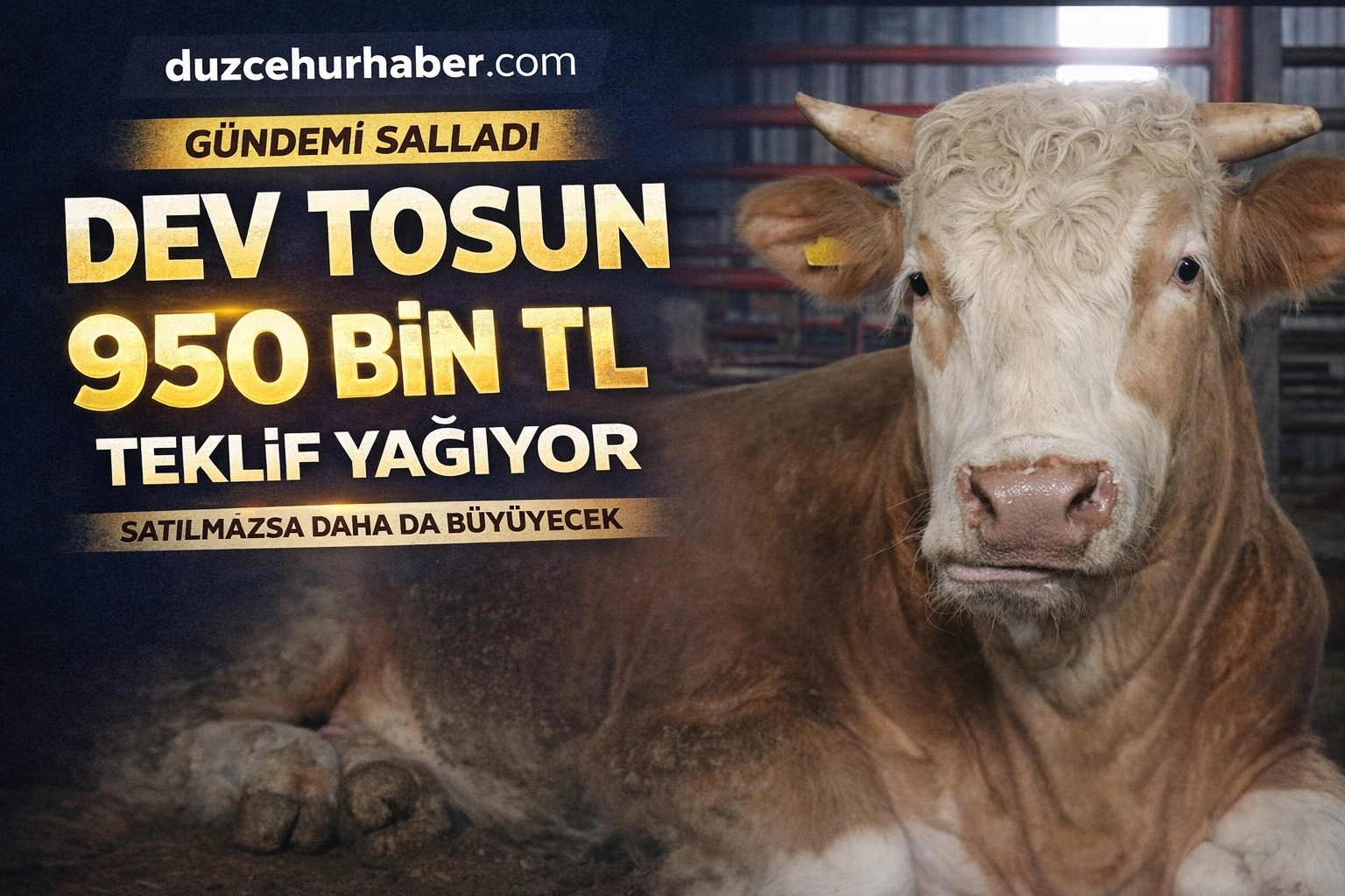 &ldquo;Satmaya Kıyamıyoruz&rdquo; Dediler&hellip; 1,5 Tonluk Dev Tosun İ&ccedil;in 950 Bin TL Teklif Var