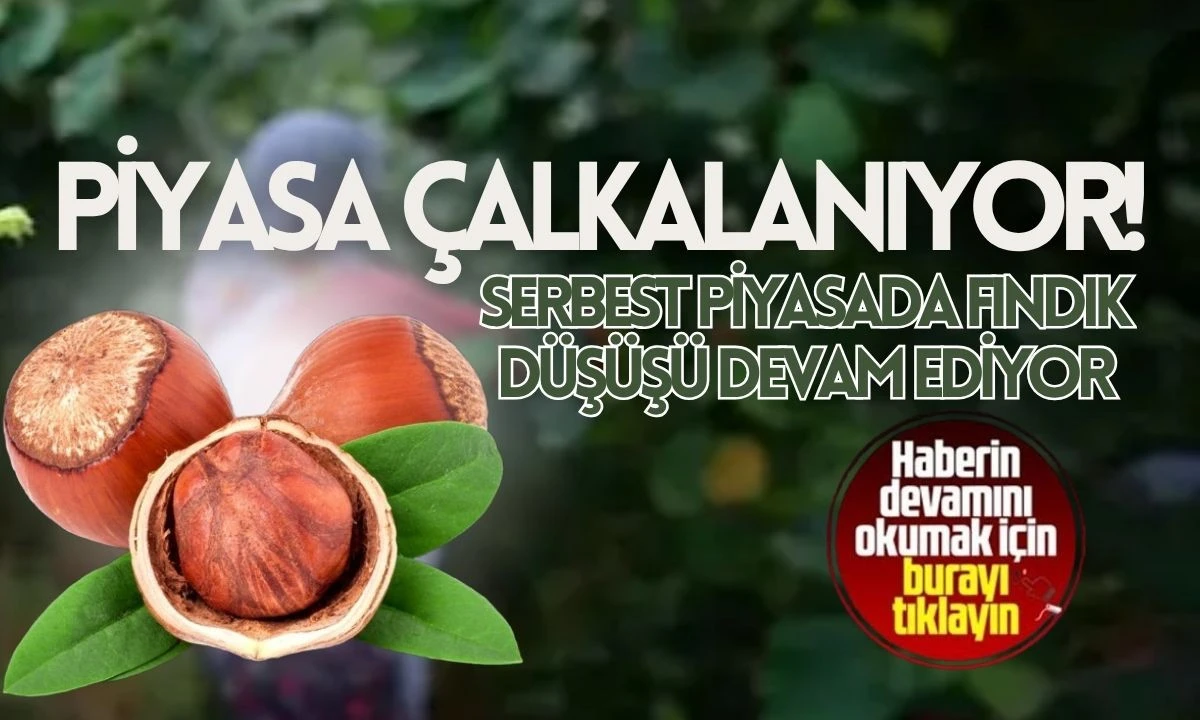 Serbest Piyasada Fındık Düşüşü Devam Ediyor