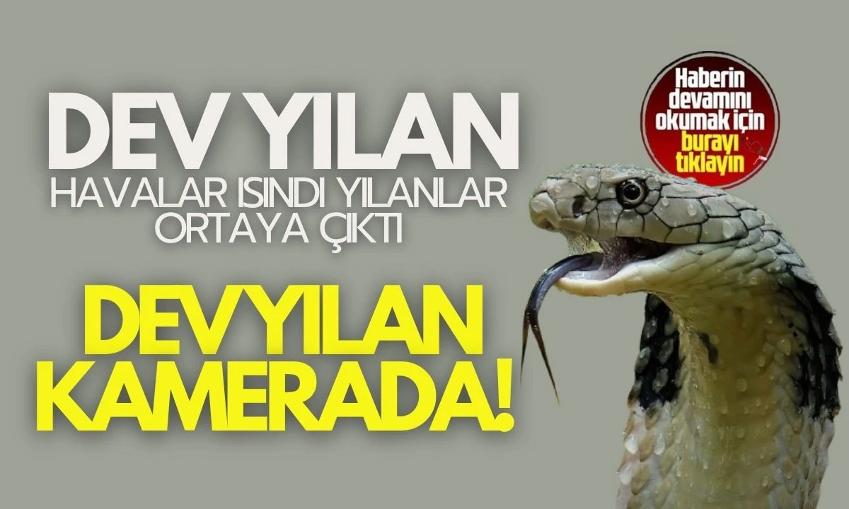 Sıcak havalar nedeniyle yılanlar daha fazla görülüyor