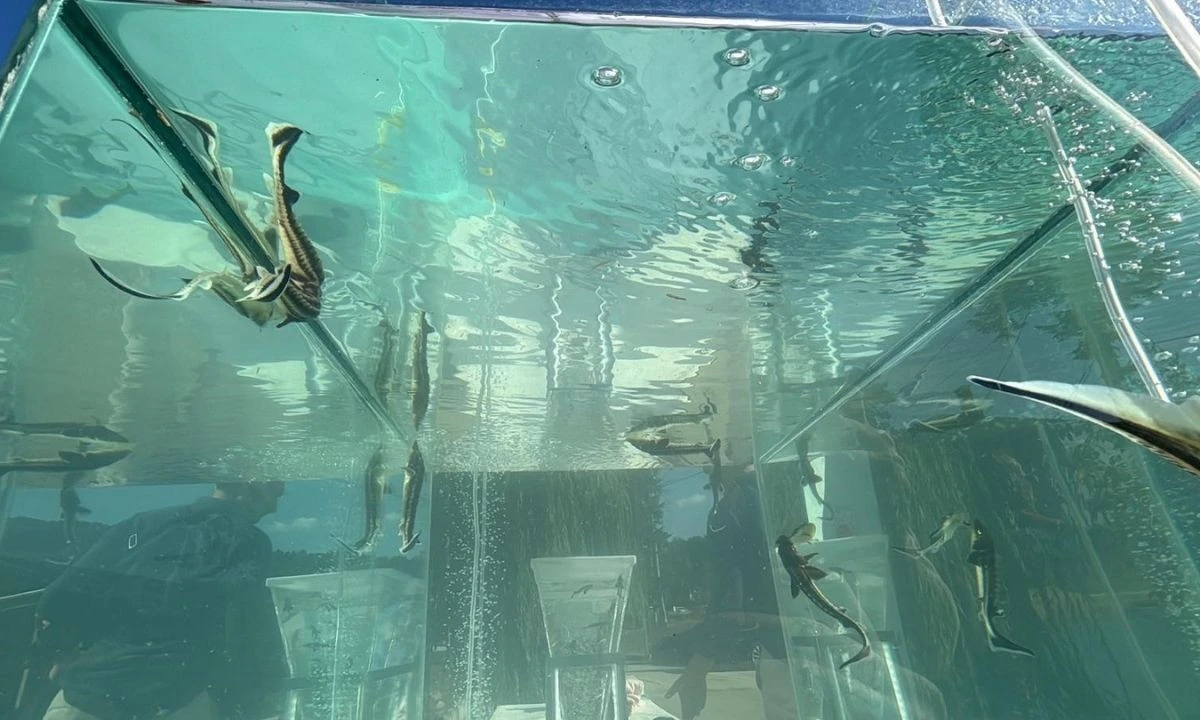 Siyah havyar: "Gramı 1 eurodan satılıyor"