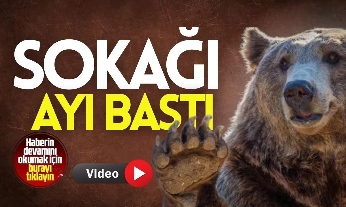 Sokağı AYI bastı O anlar kamerada 