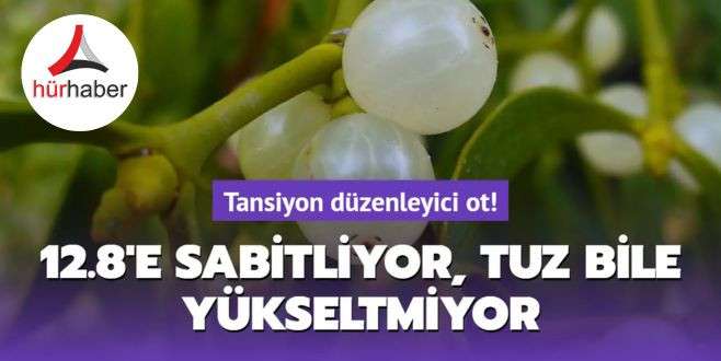 Tansiyon düzenleyici ot! 12.8'e sabitliyor ayrıntılar haberimizde