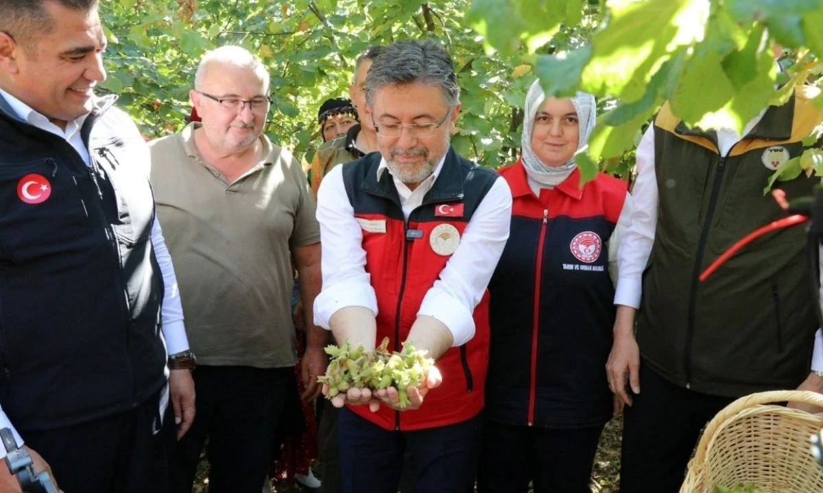 Tarım ve Orman Bakanı İbrahim Yumaklı, Düzce'de fındık topladı