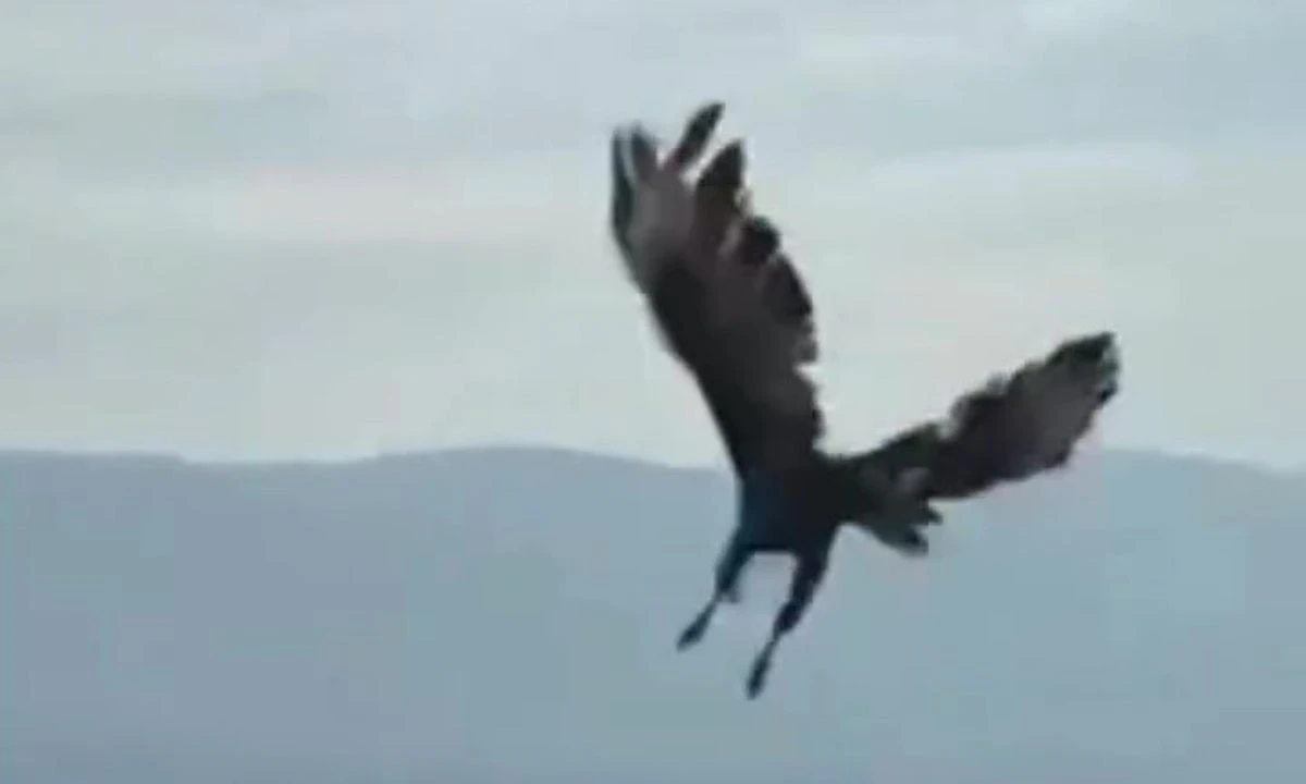 Tedavi Edilen Felçli Şahin Doğa Döndü