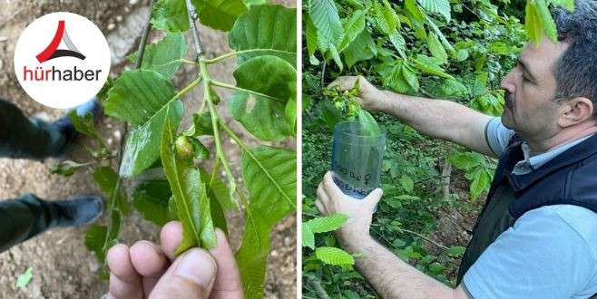 Torymus Sinensisler bal üretim ormanlarına bırakıldı