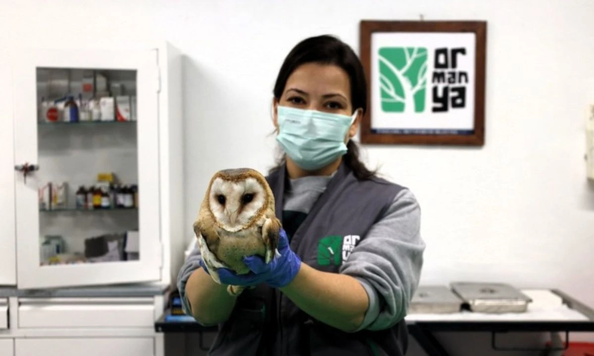 Yaralı Baykuş Ormanya'da Tedavi Oldu