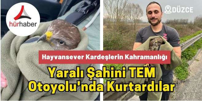 Yaralı Şahini TEM Otoyolu'nda Kurtardılar