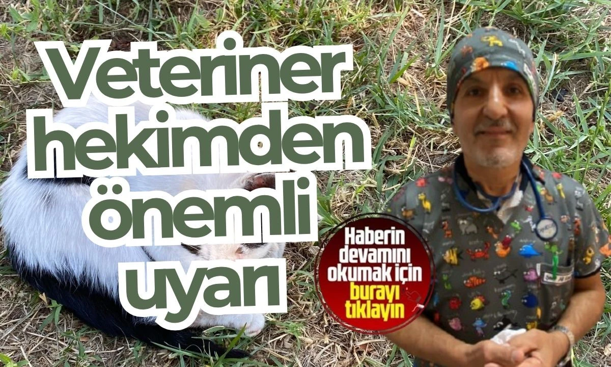 Yavru Kedi Düşme ve Yaralanma: Veteriner Uyarıları