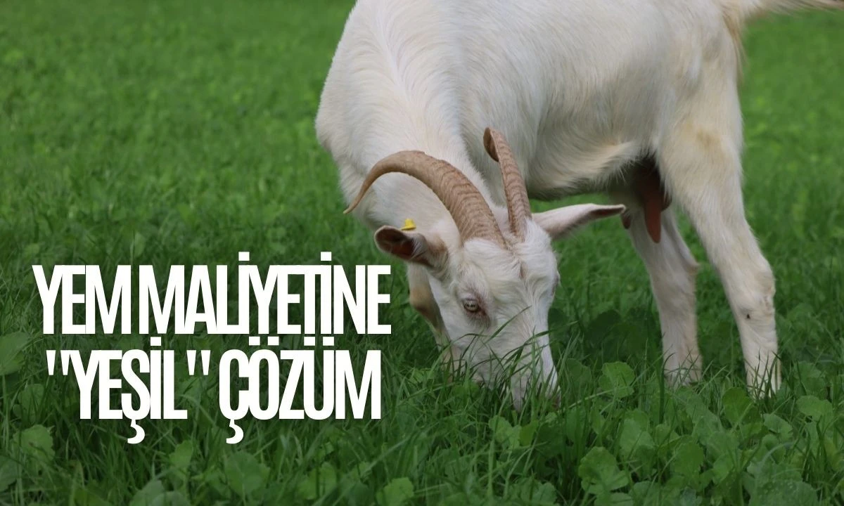 Yem maliyetine 