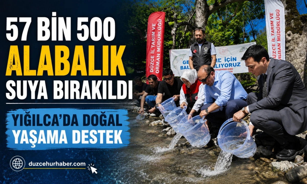 Yığılca Derelerine 2 Ayda 57 Bin 500 Alabalık Bırakıldı