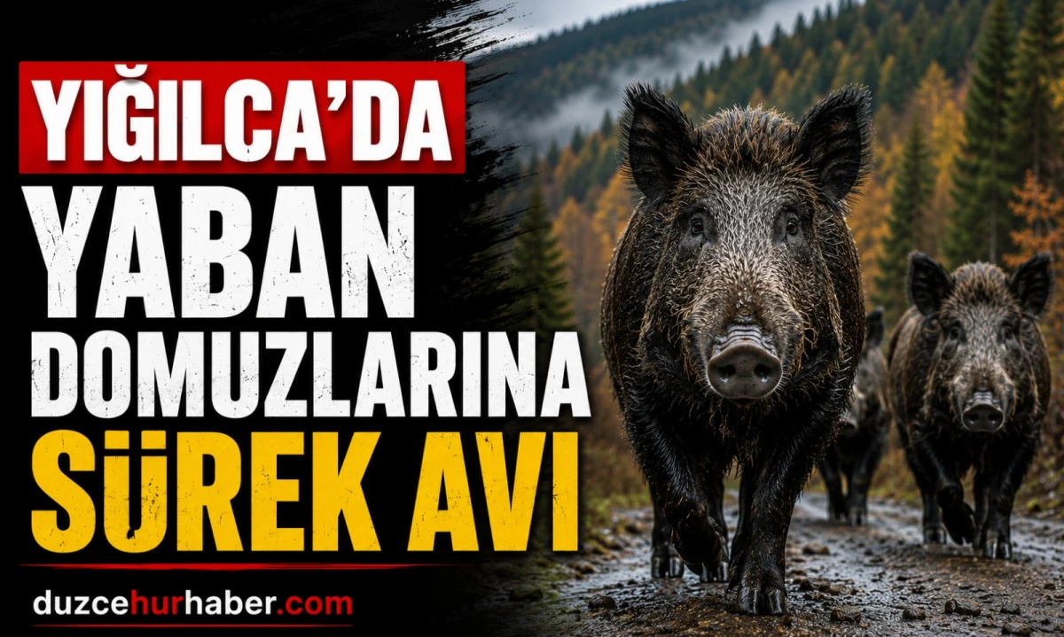 Yığılca'da fındık bah&ccedil;eleri i&ccedil;in harekete ge&ccedil;ildi! Yaban domuzlarına karşı s&uuml;rek avı