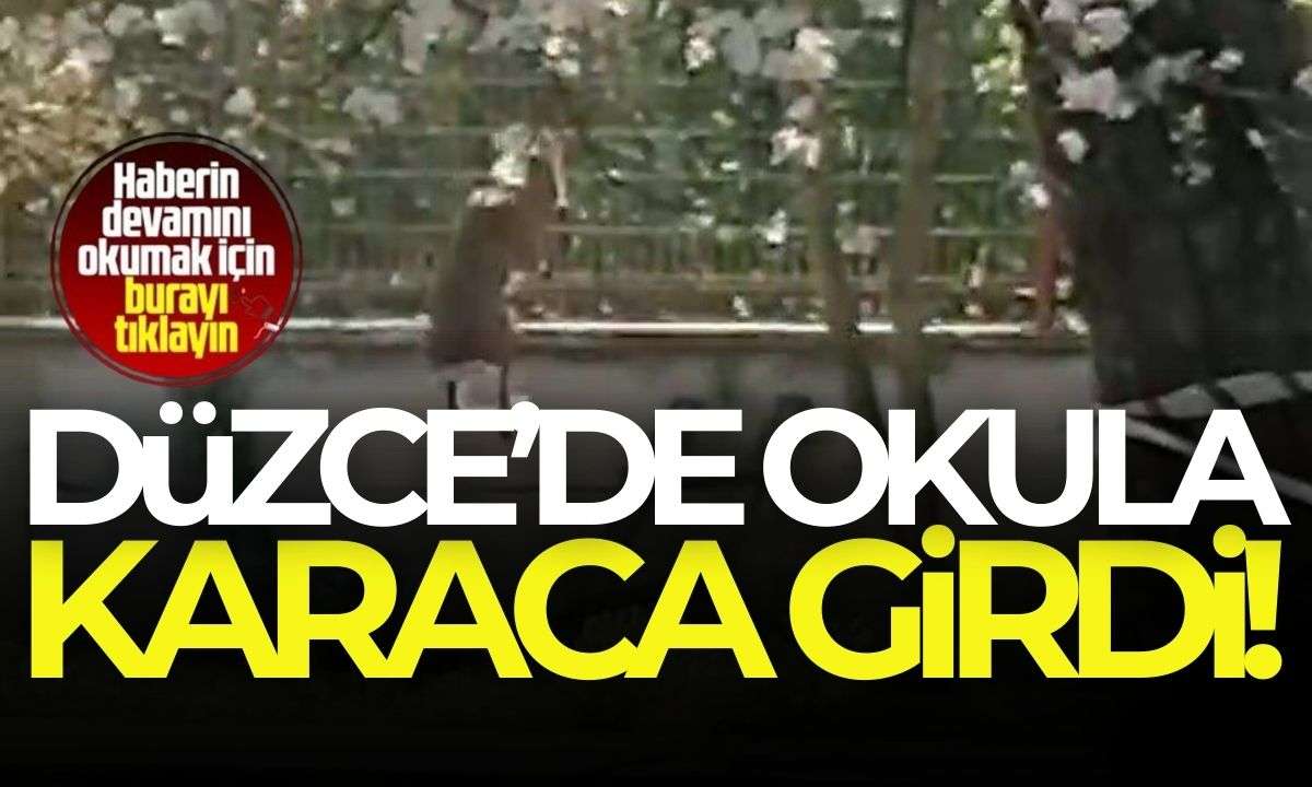 Yolunu şaşıran yavru karaca okul bahçesine girdi! 