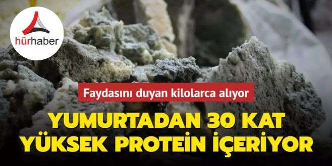 Yumurtadan 30 kat yüksek protein içeriyor! Faydasını duyan kilolarca alıyor, çelik gibi sağlam kemikler için...