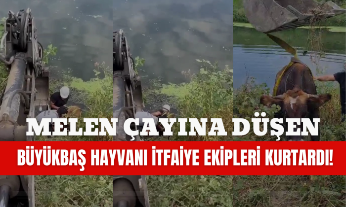Büyükbaş hayvan Melen çayına düştü!