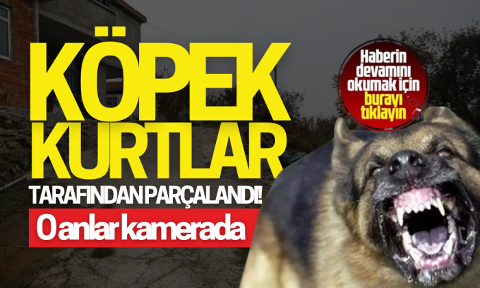 Çalındı zannedilen köpek, kurtlar tarafından parçalandı: O anlar kamerada