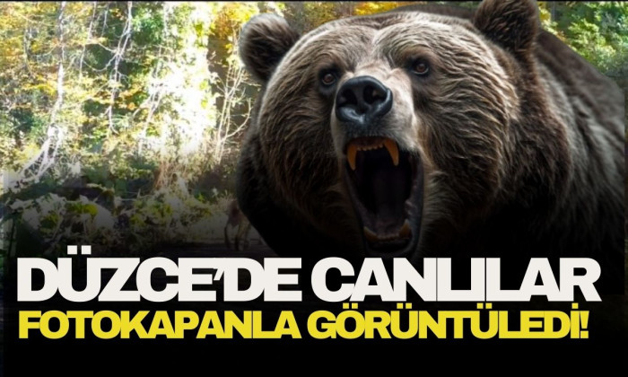 Kış uykusuna yatamayan ayı ormanlarda görüntülendi!