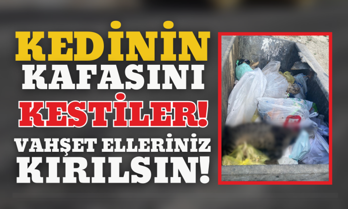Kedinin kafasını kestiler! Elleriniz kırılsın 