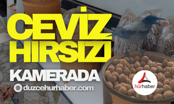 Ceviz hırsızı karga kamerada