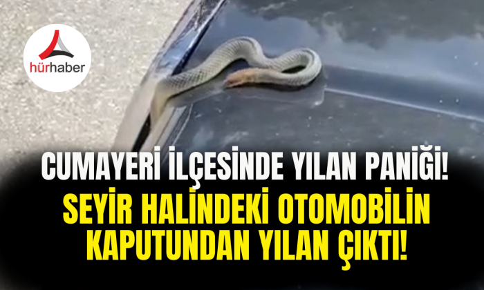 Seyir halindeki otomobilin kaputundan yılan çıktı