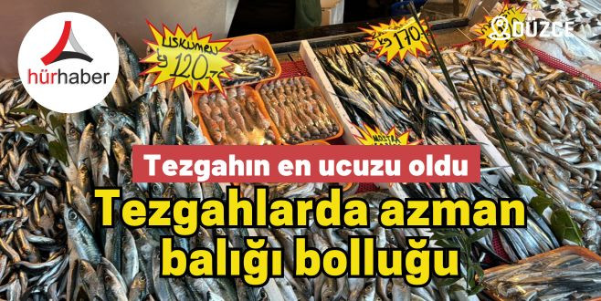 Tezgahlarda azman balığı bolluğu