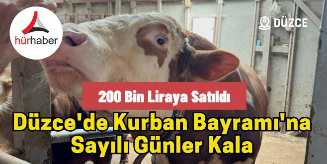 Düzce'de 1 tonluk dana 200 bin liraya satıldı