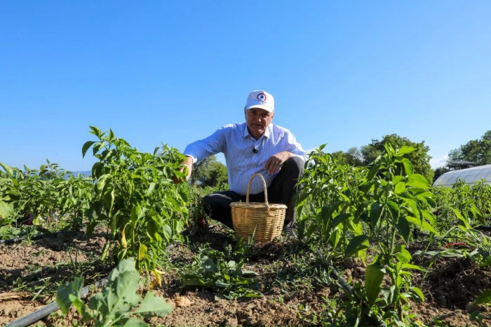 Düzce'de ata tohumlarından yetişti, ihtiyaç sahiplerinin sofrasına gitti