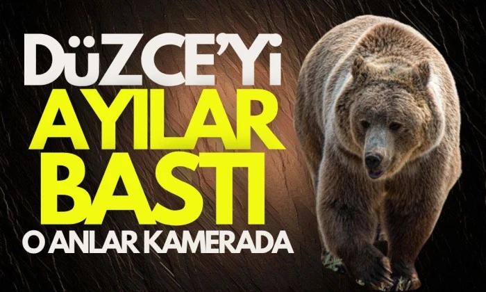 Ayılar arı kovanlarını parçalayıp balları yedi