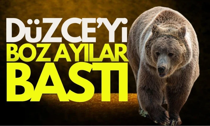 Düzce'de yol kenarında boz ayı ve yavruları görüntülendi