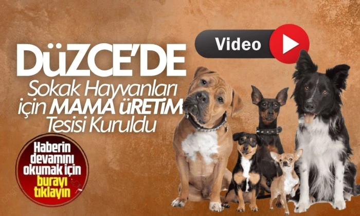 Gıda artıkları sokak hayvanlarına mama oluyor