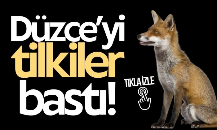 Tilkinin panik anları kameraya takıldı! 