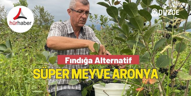 Fındığa Alternatif Süper Meyve Aronya