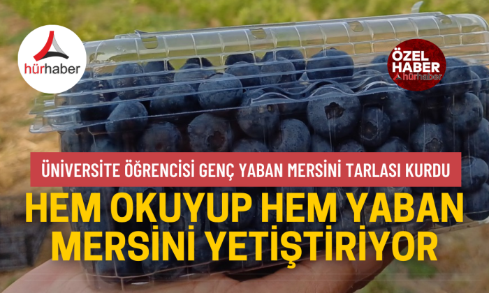 Hocasının tavsiyesiyle başladığı yaban mersini geçim kaynağı oldu