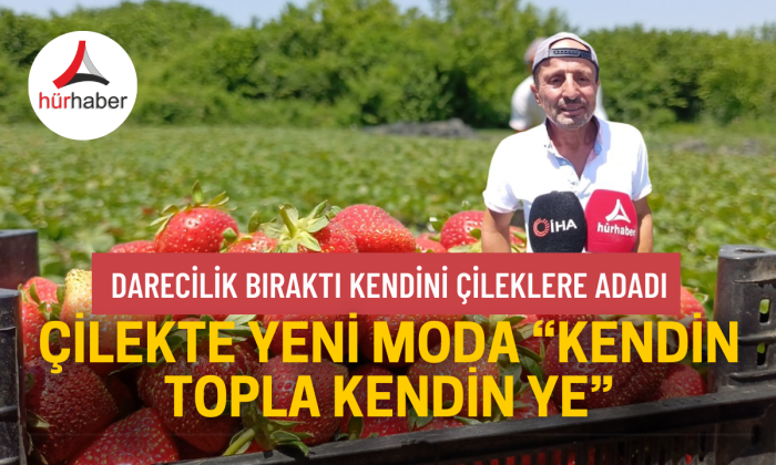 Kendisini çilek yetiştiriciliğine adadı
