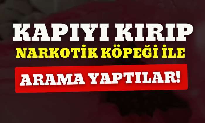 Polis koçbaşı ile kapıyı kırıp girdiği evde narkotik köpeği ile arama yaptı