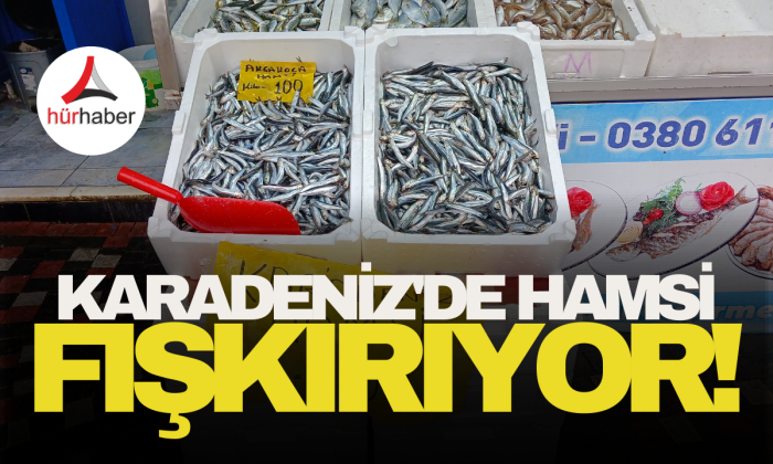 Hamsi 100, İstavrit 150, Barbun 250 TL'den satışa sunuldu