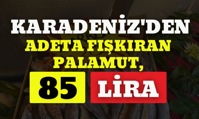 Balıkçıların yüzü palamut ile güldü