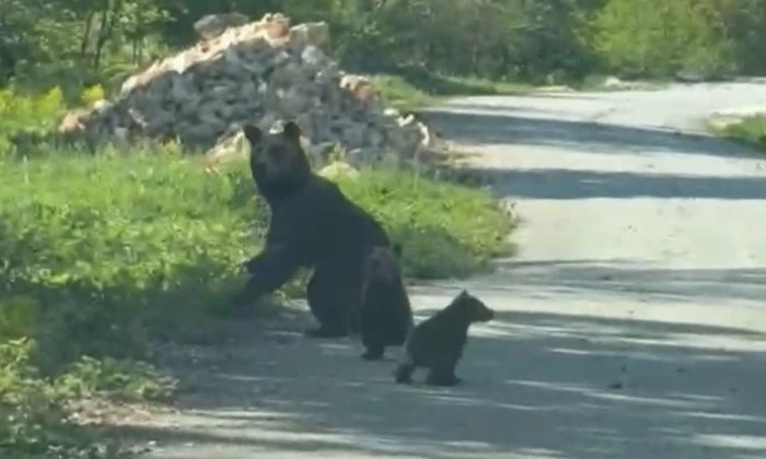 Kendilerine seslenilen anne ayı ve yavruları ayağa kalkarak sohbete ortak oldu