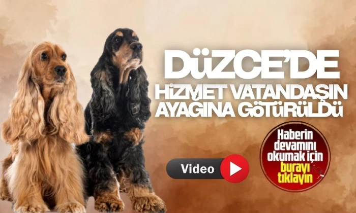 Düzce’de 175 köpek yerinde sahiplendirildi