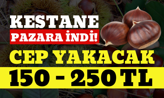 Kuzu kestane pazarda yerini aldı