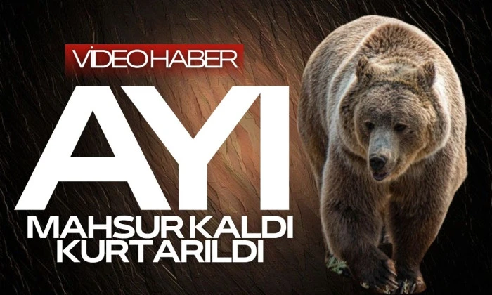 Dikenli tellerin arasında mahsur kalan ayı kurtarıldı