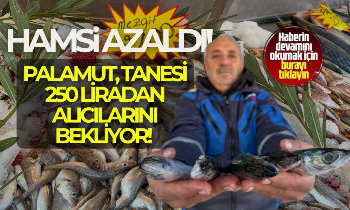 Karadeniz'de palamut sezonu yeniden açıldı
