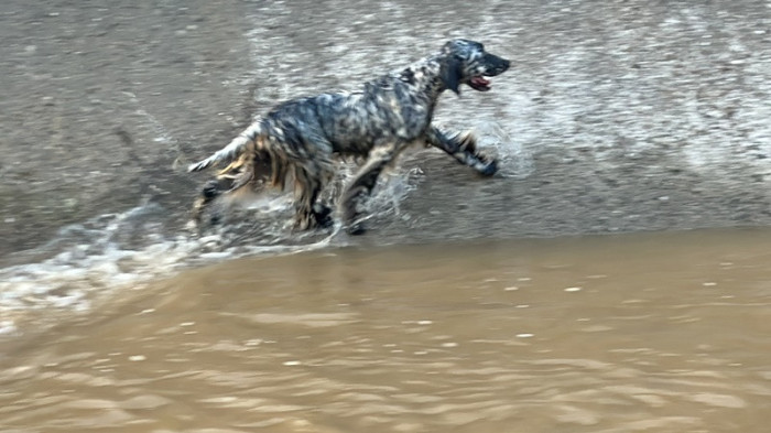 Serinlemeye Giren Köpek Seferber Etti